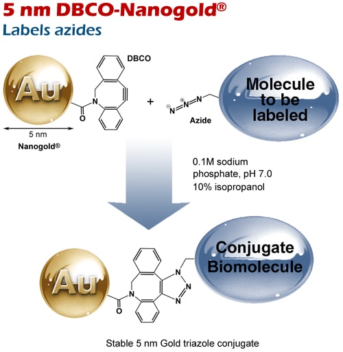 Reaction of 5 nm DBCO-Nanogold® with a strained alkyne (cyclooctyne derivative) via strain-promoted (SPAAC) click reaction.