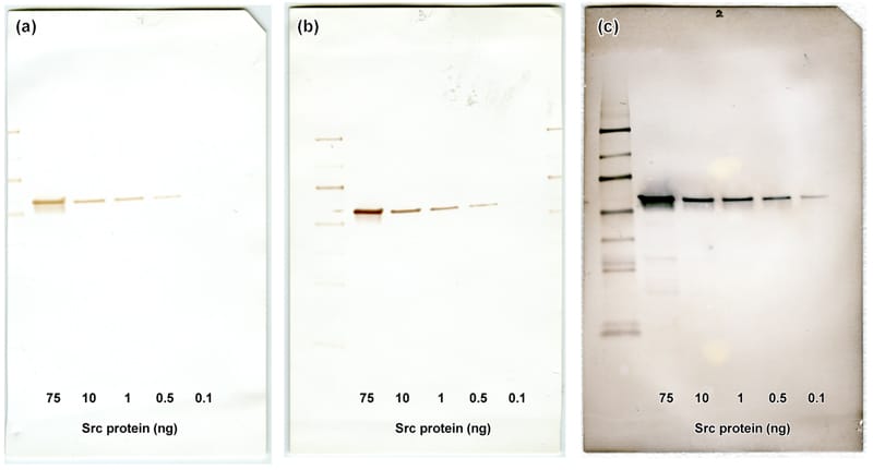Comparison of HRP detection with EnzMet™ vs. DAB and Metal-enhanced DAB Substrate Kit: 6xHis-tagged recombinant Src protein (Millipore # 14-326), probed using anti-His·Tag® mouse monoclonal antibody (Millipore # 70796-3) followed by goat anti-mouse IgG HRP conjugate (Millipore # 71045), then detected by: (left) DAB Substrate Kit,(center) metal-enhanced DAB Substrate Kit, and (right) EnzMet™ Western Blot HRP Detection Kit.