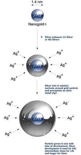 SilverEnhance developer is deposited around gold nanoparticle labels, growing them for precise, clear visualization in electron microscopy, light microscopy, and western blots.
