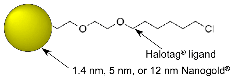 Halo tag-Nanogold® custom conjugates! Available in 1.4, 5 and 12 nm - the missing link for Cryo-EM!