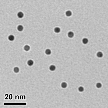 Unconjugated 5 nm Nanogold®, showing monodisperse, highly regular, spherically symmetrical 5 nm gold core and uniform, thin and consistent ligand coating. This ensures a highly regular particle size, smaller probe size, and reliable, reproducible labeling and EM results.