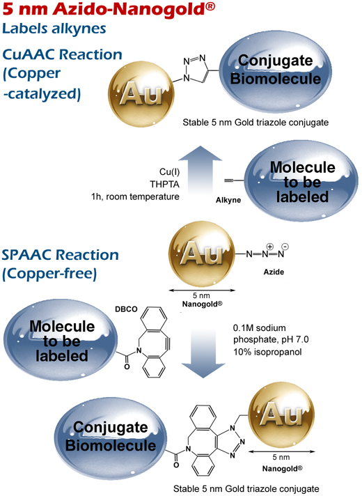 Reactions of 5 nm Azido-Nanogold® with (top) a non-strained alkyne via copper-catalyzed (CuAAC) click reaction, and (bottom) a strained alkyne via strain-promoted (SPAAC) copper-free click reaction.