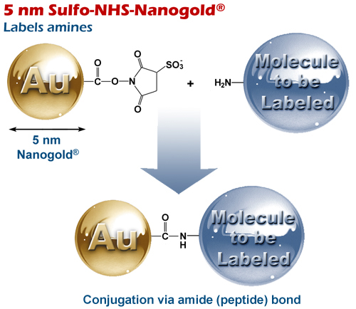Schematic showing reaction of 5 nm Sulfo-NHS-Nanogold® with an amino-functionalized molecule.