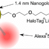 Triple Gold HaloTags from Nanoprobes: 3-in-1 labels with 1.4 nm Nanogold®, fluorescent Alexa® 594, and a HaloTag. Penetrate the nucleus and find your target!