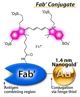 FluoroNanogold™ is a 2-in-1 label, with both fluorescence AND precision Nanogold® labeling for electron microscopy.