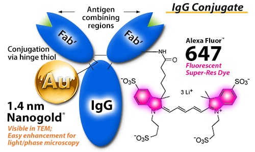 In our 2-in-1 label, both fluorescent and Nanogold® are covalently bound to IgG, allowing correlation between imaging from light microscopy, TEM, phase contrast, super-resolution.