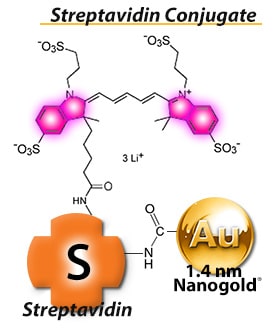 In our 2-in-1 label, streptavidin is bound covalently to both Nanogold and an Alexa Fluor label. See your target under multiple modalities- light microscopy, phase contrast, TEM, super-res...!