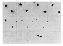Nanogold®-anti-mouse Fab' blotted against mouse IgG, developed with LI Silver (Nanoprobes). These ultra small gold particles nucleate silver deposition so well that unprecedented sensitivity is achieved. This immunodot blot shows 0.1 pg sensitivity (arrow).