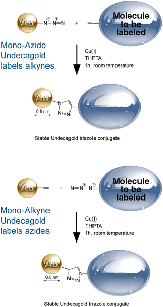 Click 0.8 nm Nanogold® (Undecagold) reagents are stable, biocompatible, and well tolerated by living cells. They provide ultra-high resolution, putting the Undecagold right on the target site: locate targets at macromolecular resolution.