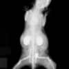 Live mouse, 5 minutes after injection with AuroVist™ X-ray contrast agent.