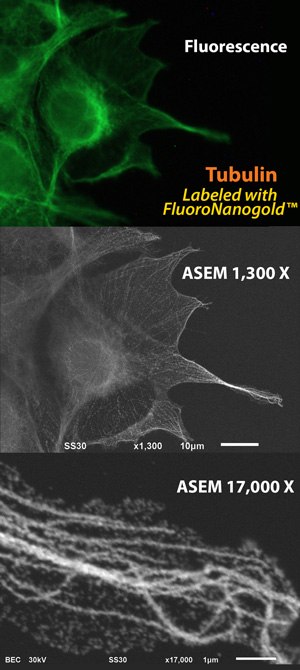 Fig. 1 Microtubules, visualized by optical microscopy (OM) and atmospheric scanning electron microscopy (ASEM: inverted SEM). COS7 cells were labeled with anti-alpha-tubulin primary antibody followed by Alexa Fluor 488 FluoroNanogold™ secondary antibody (Nanoprobes). Top: Fluorescence microscopy image. Middle: ASEM image of the same cells after gold enhancement by GoldEnhance™ EM (Nanoprobes). Botton: Higher magnification image of the right filopodia. Microtubule rails are clearly observed in the cytoplasm. (Sato et al., 2013)