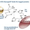 The GoldiBlot™ process: Ni-NTA-Nanogold® binds to a polyhistidine (His) tag, then gold enhancement generates visible signal.