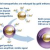 The GoldiBlot™ process: Ni-NTA-Nanogold® binds to a polyhistidine (His) tag, then gold enhancement generates visible signal.