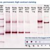GoldiBlot™ procedure and an example of the results, showing detection of His-tagged proteins from a variety of samples.