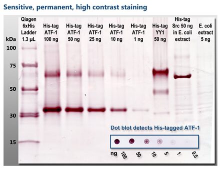 GoldiBlot™ procedure and an example of the results, showing detection of His-tagged proteins from a variety of samples.