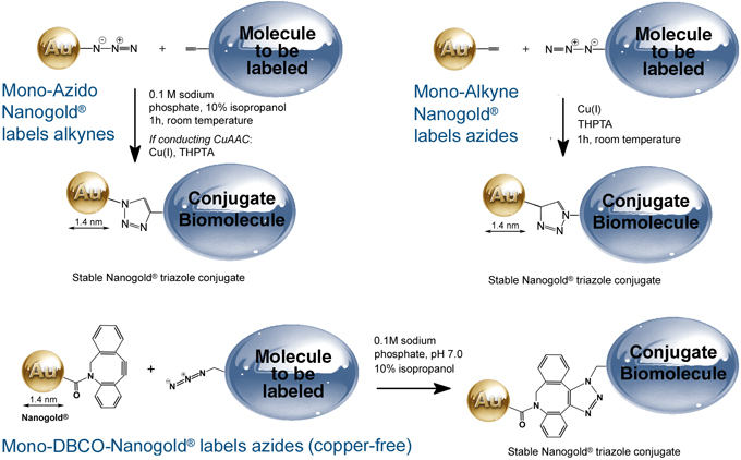 Click-Nanogold® labeling: Combine the power of click chemistry with the precision of our famous gold nanoparticles. Choose from Azide, Alkyne and DBCO.