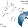 Structure of NTA-Ni(II)-5 / 10 nm Nanogold®, showing the binding of the incorporated metal chelate to a His-tagged protein. Distance from the gold particle surface to the His tag is estimated to be 1.5 nm.