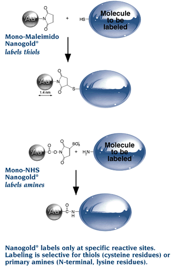 Nanogold® labels only at specific reactive sites. Labeling is selective for thiols (cysteine residues) or primary amines (N-terminal, lysine residues).