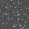 Knob protein from adenovirus cloned with 6x-His tag, labeled with Ni-NTA-Nanogold, column purified from excess gold, and viewed in the scanning transmission electron microscope (STEM) unstained (Full width approximately 245 nm).