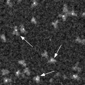 This scanning transmission electron microscope (STEM) image clearly shows that labeling with Monomaleimido-Nanogold® (arrows) occurs specifically at a hinge thiol site on the IgG molecule.