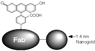 Structure of Fluorescein FluoroNanogold™, showing covalent attachment.
