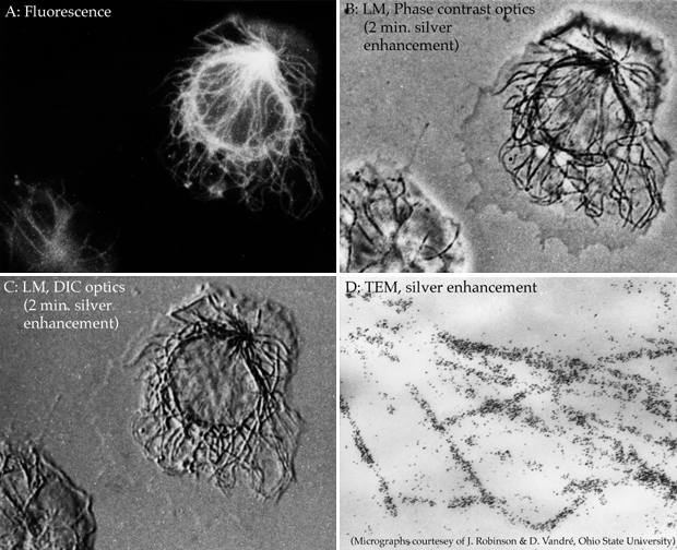 Immunolocalization of microtubules with Fluorescein FluoroNanogold™-Fab' in the same human monocyte visualized by various microscopies: (A) Fluorescence; (B) Phase; (C) DIC, and (D) Electron Microscopy (with silver enhancement). (Micrographs courtesy of Dr. J. M. Robinson and Dr. D. Vandré, Ohio State University).