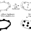 Schematic showing the pathways of Nanogold®-labeled liposomes in cells, as revealed by EM. Ambisome is a channel-forming anti-fungal drug: in its absence, the pattern of the label as revealed by silver enhancement shows that the liposome fuses with the cell membrane (left), but when it is present, the liposomes enter the cell (right) and Nanogold® accumulates in the cytoplasm (Adler-Moore, J.; Bone Marrow Transplantation, 14, S3-S7 (1994)).