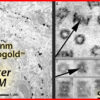 Left: Silver-enhanced Nanogold®-labeled K+ channel Kv2.1 subunit in rat brain, X15,000 (J.-H. Tao-Cheng, NIH). Right: Darkfield STEM micrographs of Maleimido Nanogold® labeled A β peptide targeting proteasomes; sample was stained with methylamine vanadate. White dots are 1.4 nm Nanogold®. From Gregori, L., Hainfeld, J.F., Simon, M.N., and Goldgaber, D. (1997). Binding of amyloid beta protein to the 20S proteasome. J. Biol. Chem. 272, 58-62.