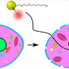 3-in-1 Triple Gold Halo tags carry a tiny, 1.4 nm Nanogold® probe, used to penetrate the nucleus and identify histones and their structure in live cells!
