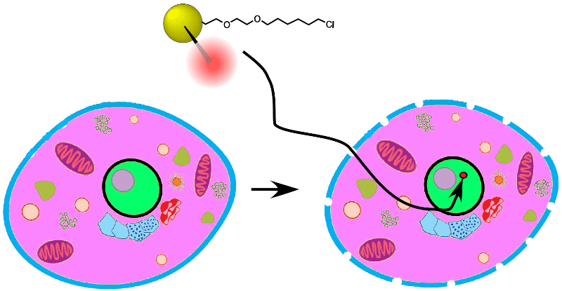 3-in-1 Triple Gold Halo tags carry a tiny, 1.4 nm Nanogold® probe, used to penetrate the nucleus and identify histones and their structure in live cells!