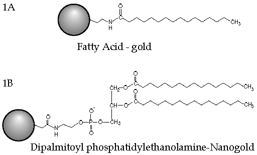 Gold Lipids Schematic drawing of gold-lipids. A. Fatty acid (palmitoyl, C16)-gold; B. Phospholipid (DPPE, C16)-gold.
