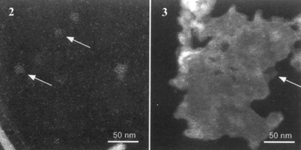Fig.2. Darkfield STEM micrograph of unstained gold-lipid micelles (arrows), made from DPPE-gold, with diameters of ~ 14 nm. Fig. 3. Darkfield STEM micrograph of unstained gold-lipid bilayer, made from DPPE-gold; arrow points to single lipid layer region.